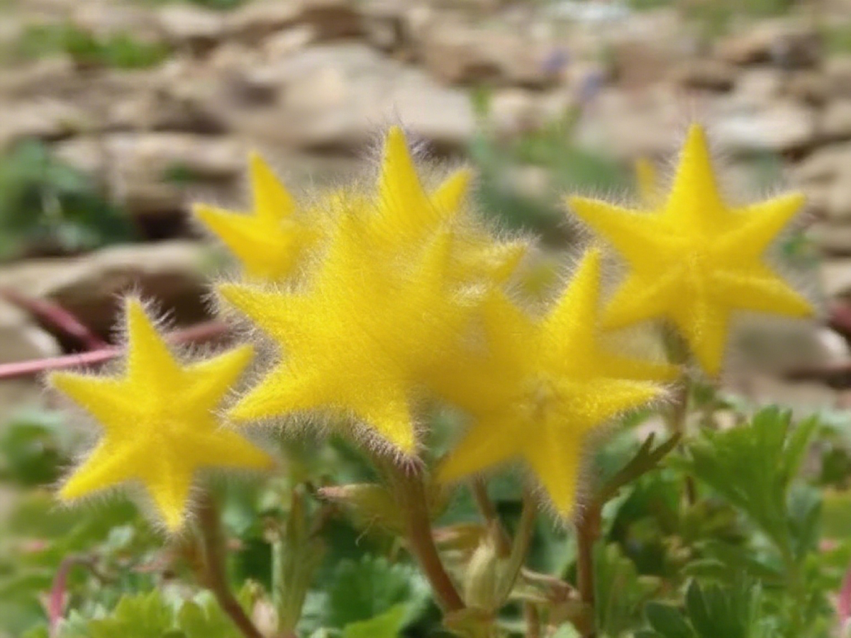 Lucky Stars Soft Flower Seeds